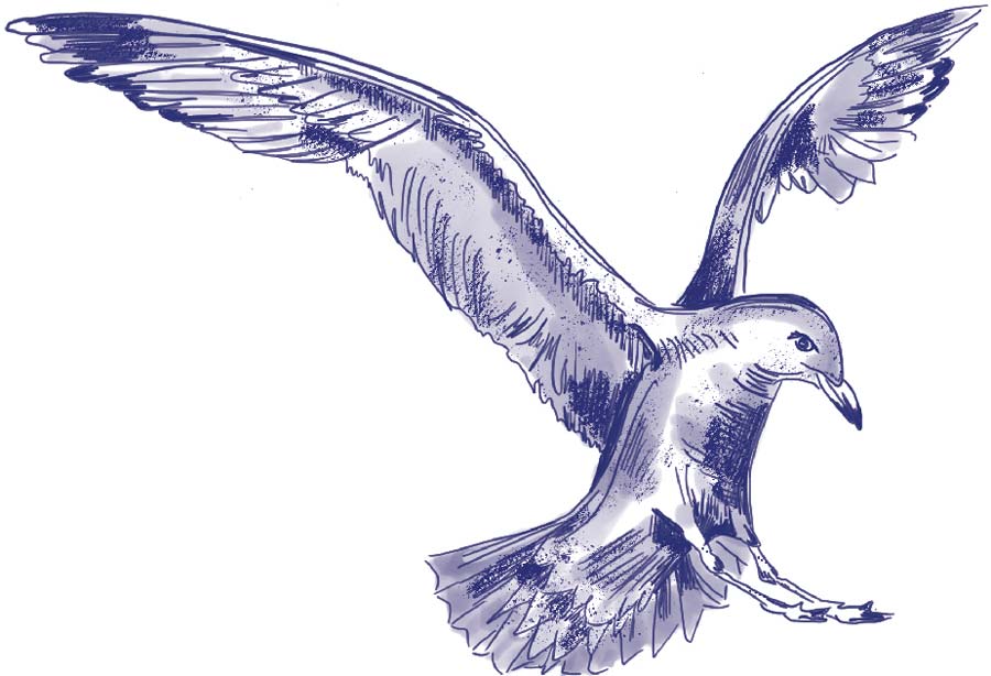 Union Jacks Icons Seagull